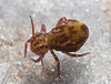 IMG 7259 Springtail-1