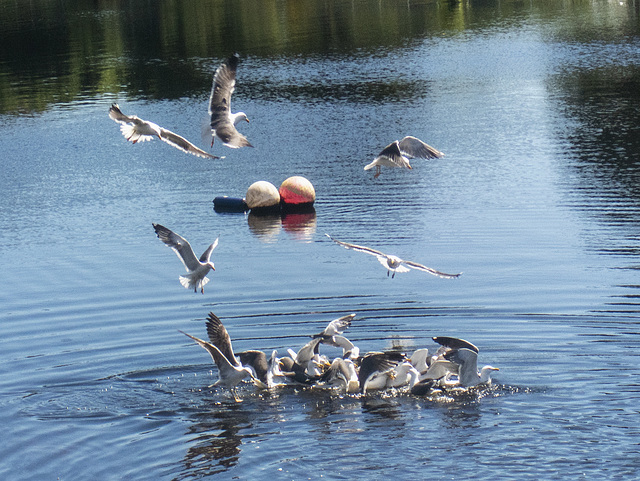Feeding Frenzy Feeding Frenzy