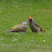Grünspechte im Garten Grünspechte im Garten