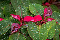 Poinsettia time Poinsettia time