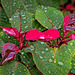 Poinsettia time