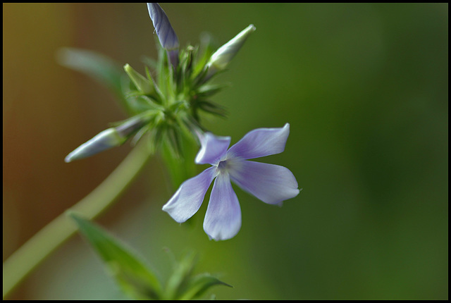 Phlox divaritica 'Clouds of Perfum'