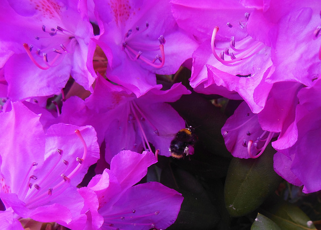 055 Fleißiger Besucher bei Rhododendrons