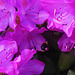 055 Fleißiger Besucher bei Rhododendrons