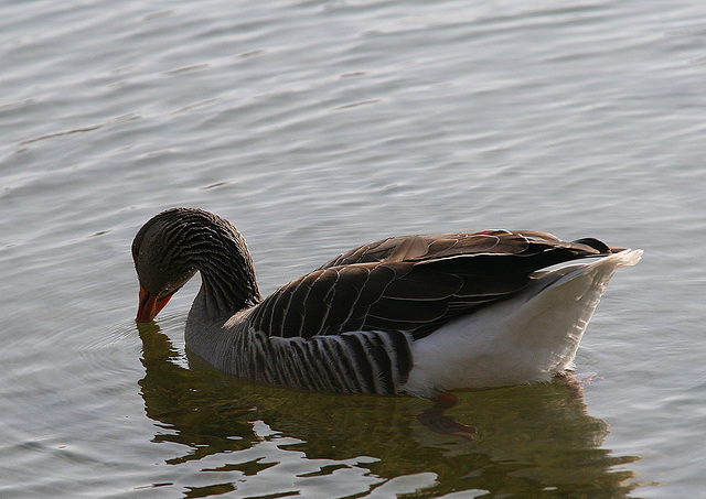 Greylag Goose (Anser anser) Burton Riggs Seamer North Yorkshire 18th March 2009