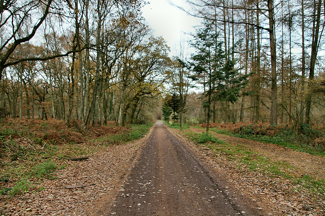 Flaesheimer Straße (Haard, Oer-Erkenschwick) / 20.11.2018