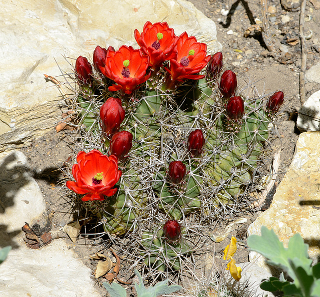 Echinocereus triglochidiatus