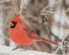 Cardinal January_IMG 20230105 130950