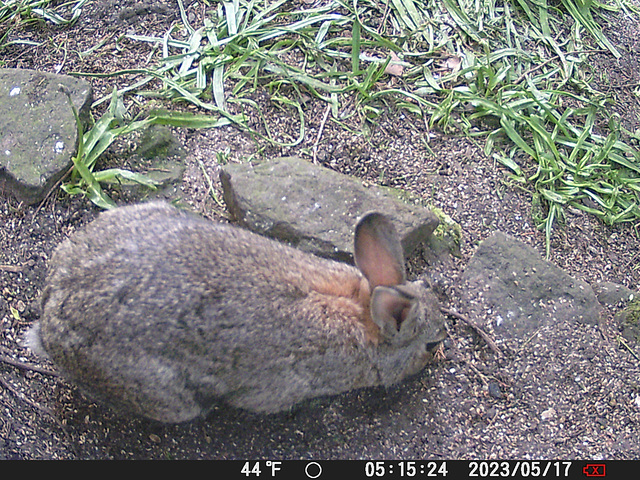 gct[3] - rabbit {4 of 5}