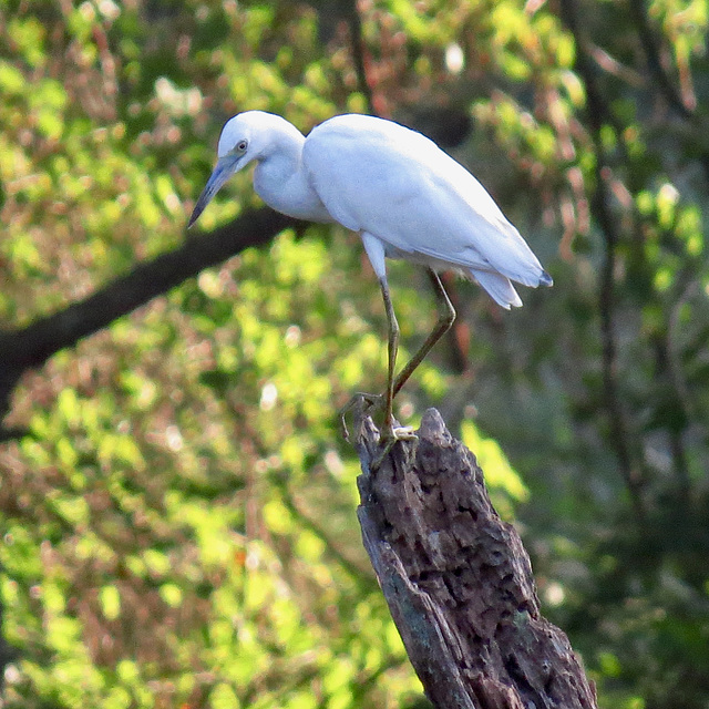 Snowy egret (Egretta thula)