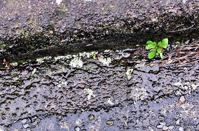 Weed in Wet Gutter.