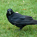 crow 1