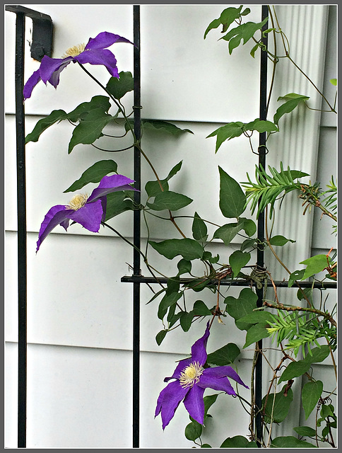 Clematis