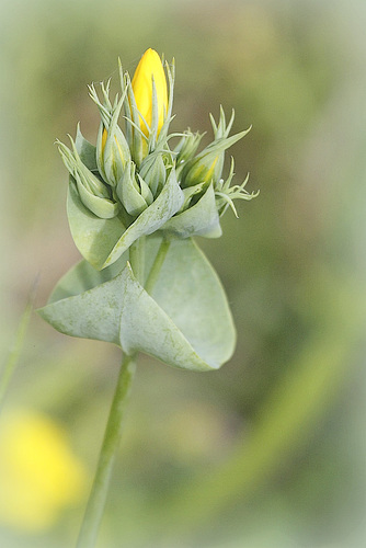 Chlore perfoliée