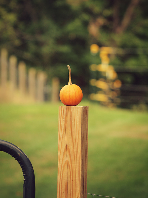 the littlest pumpkin