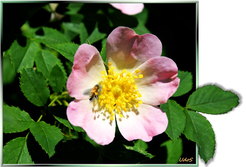 Heckenrose. Light and Shadow... ©UdoSm
