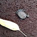 Baby : snake-necked turtle