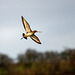 Black tailed godwit