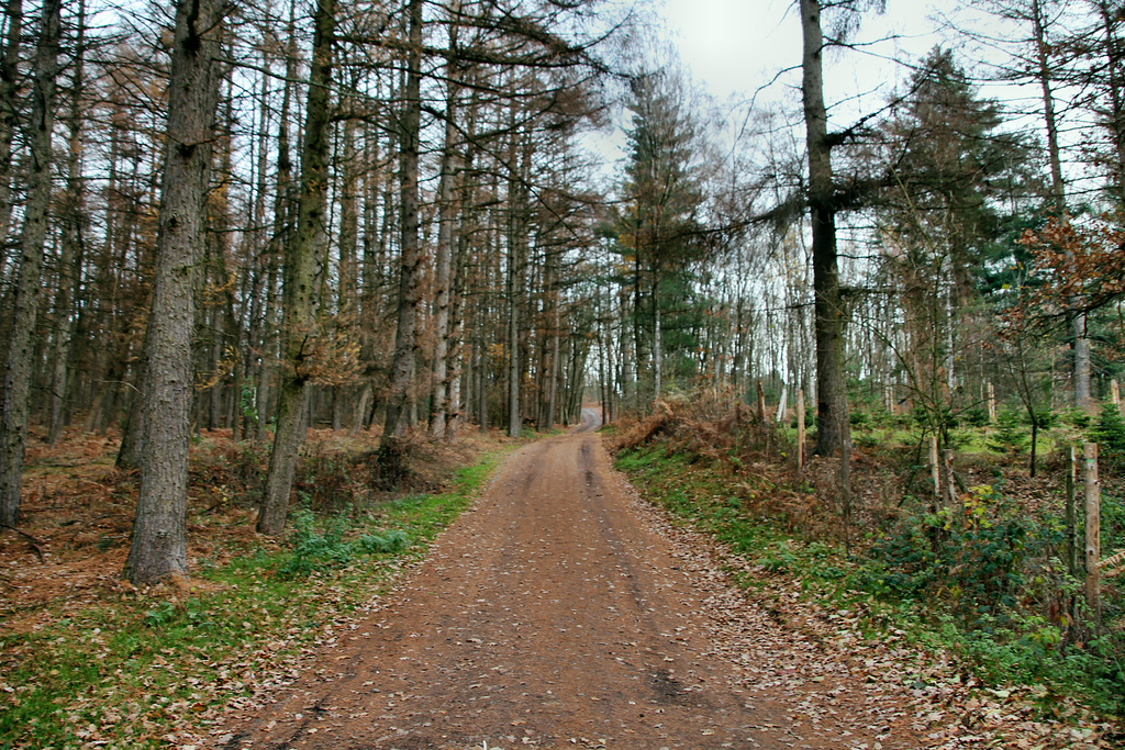 Haard, Oer-Erkenschwick / 1.12.2018