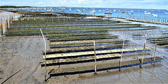 Cycling from Bordeaux Vineyards to the Atlantic Coast/ Cap Ferret/ Bassin d’Arcachon