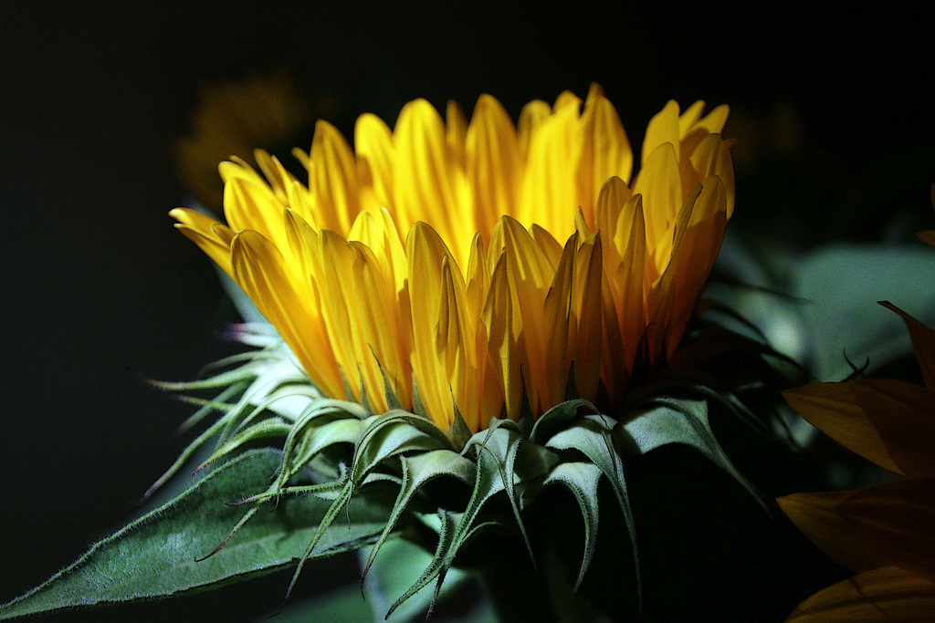 La fleur soleil , pour vous mesdames .