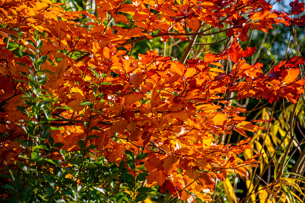 Autumn colour