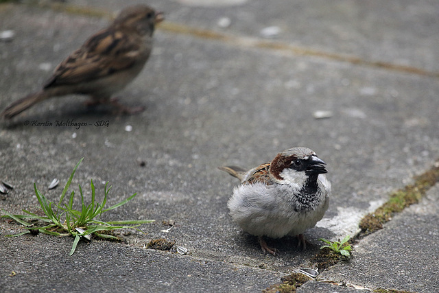 Fast erwachsener Spatz