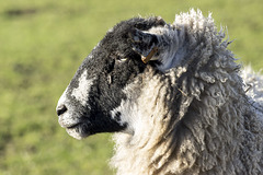 Sheep profile