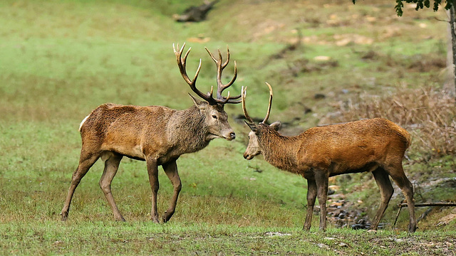 Cerfs pendant le brame...