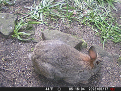 gct[3] - rabbit {5 of 5}