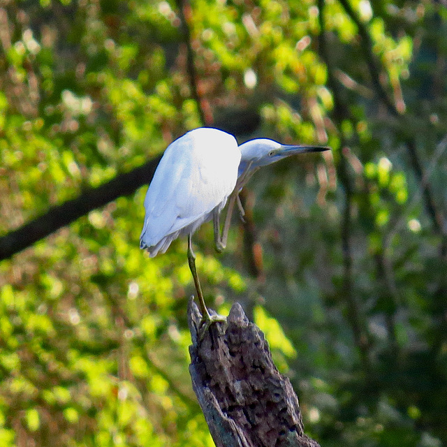 Snowy egret (Egretta thula)