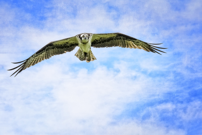 July 2023  Osprey