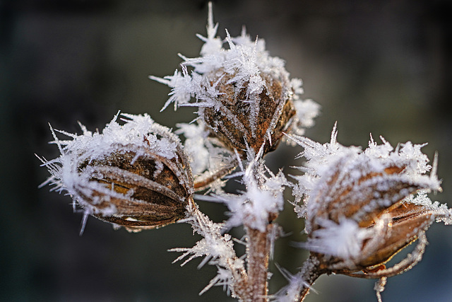 Ein vergängliches Kunstwerk des Winters - A transient work of winter art