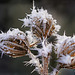 Ein vergängliches Kunstwerk des Winters - A transient work of winter art