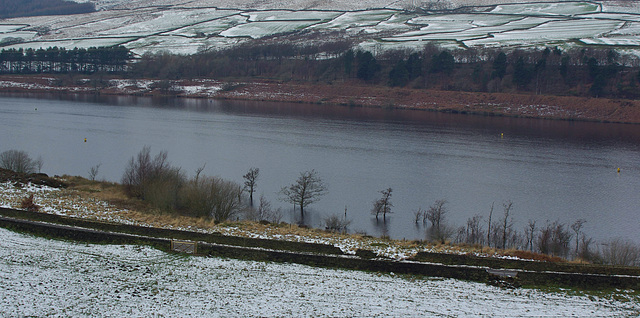 Torside reservoir trees