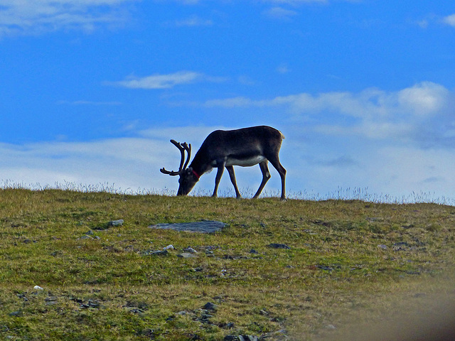 Unser erster "Elch" auf dem Weg zum Nordkap