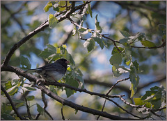 Snowbird calling in the apple tree