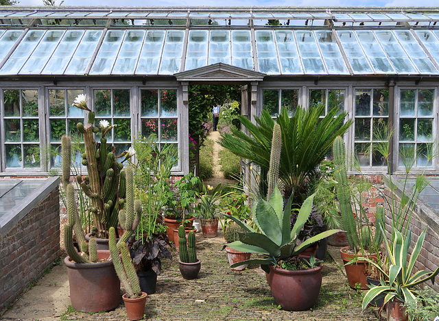 Cacti, agaves, cycad