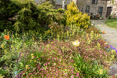 Early May Garden colours