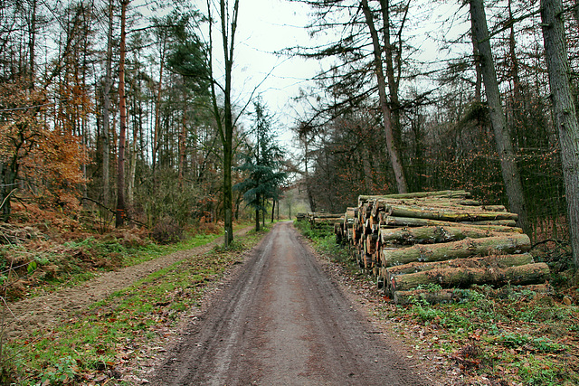 Flaesheimer Straße (Haard, Oer-Erkenschwick) / 20.11.2018