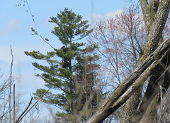 300 ft from my viewpoint to this tree. One of the Bald Eagles on the nest.
