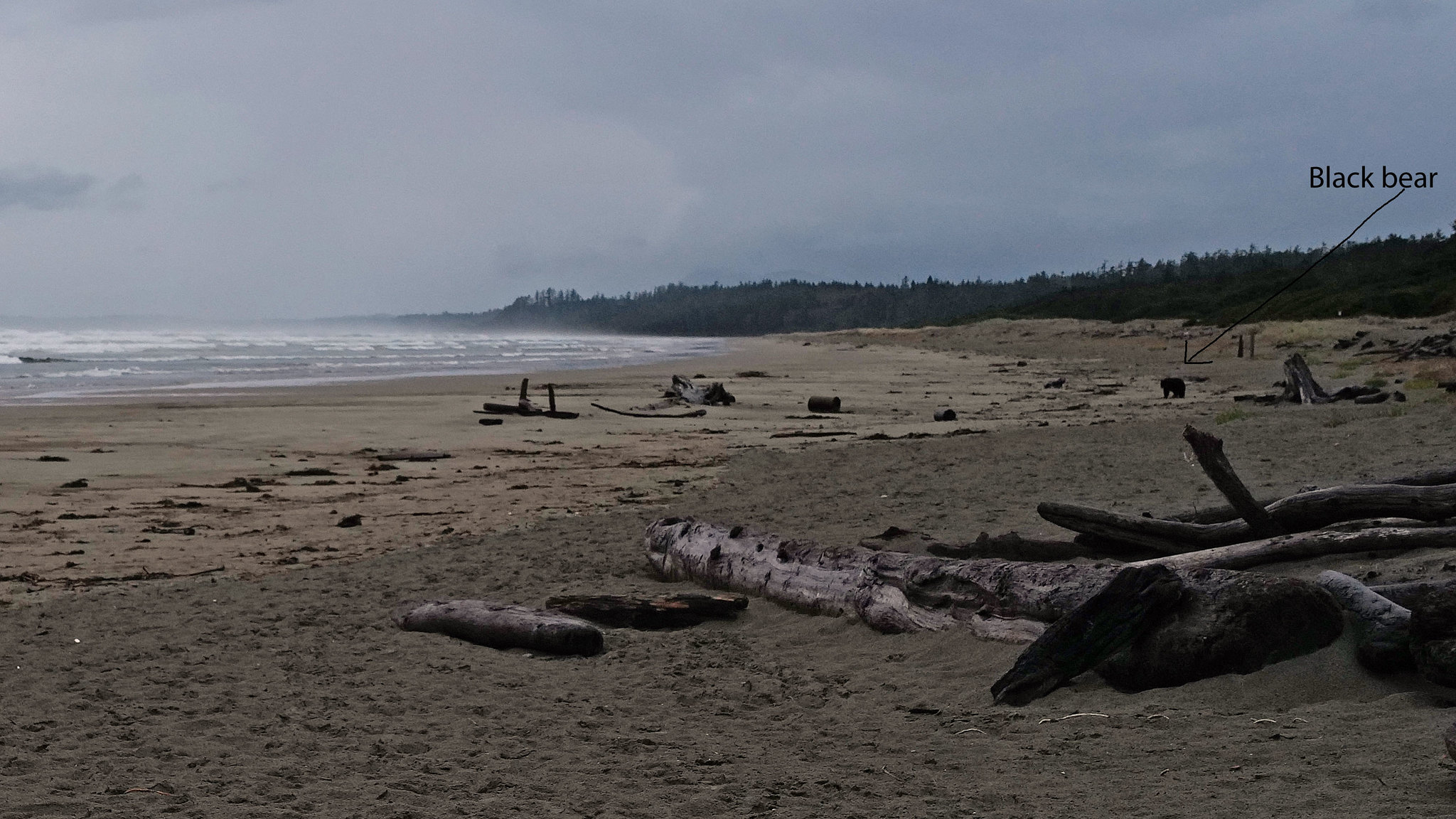 Long Beach, Canada, Black Bear