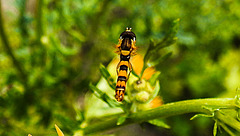 20200715 9357CPw [D~LIP] Gewöhnliche Langbauchschwebfliege (Sphaerophoria scripta) [m], [Gemeine Langbauchschwebfliege], [Gemeine Stiftschwebfliege], Bad Salzuflen