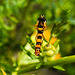 20200715 9357CPw [D~LIP] Gewöhnliche Langbauchschwebfliege (Sphaerophoria scripta) [m], [Gemeine Langbauchschwebfliege], [Gemeine Stiftschwebfliege], Bad Salzuflen