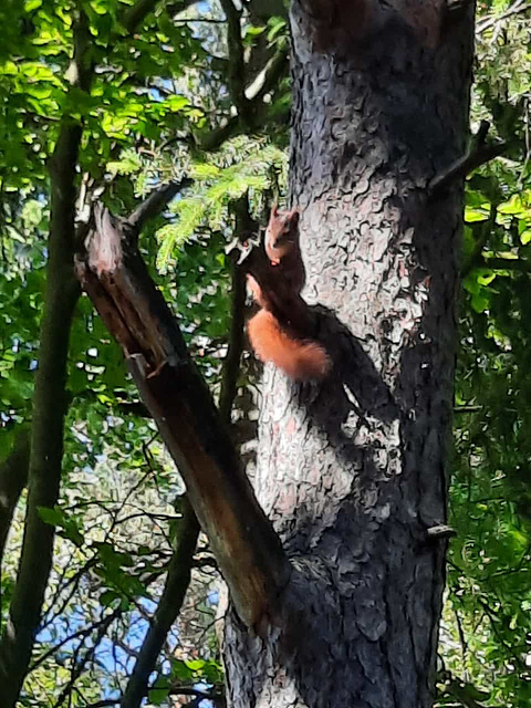 Fotomodell Eichhörnchen