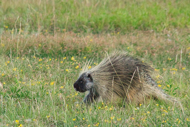 porcupine 2