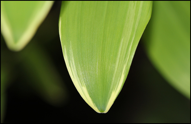 Polygonatum falcatum 'Variegatum'