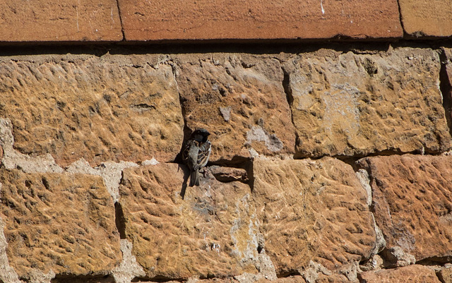 moineau domestique (Passer domesticus)