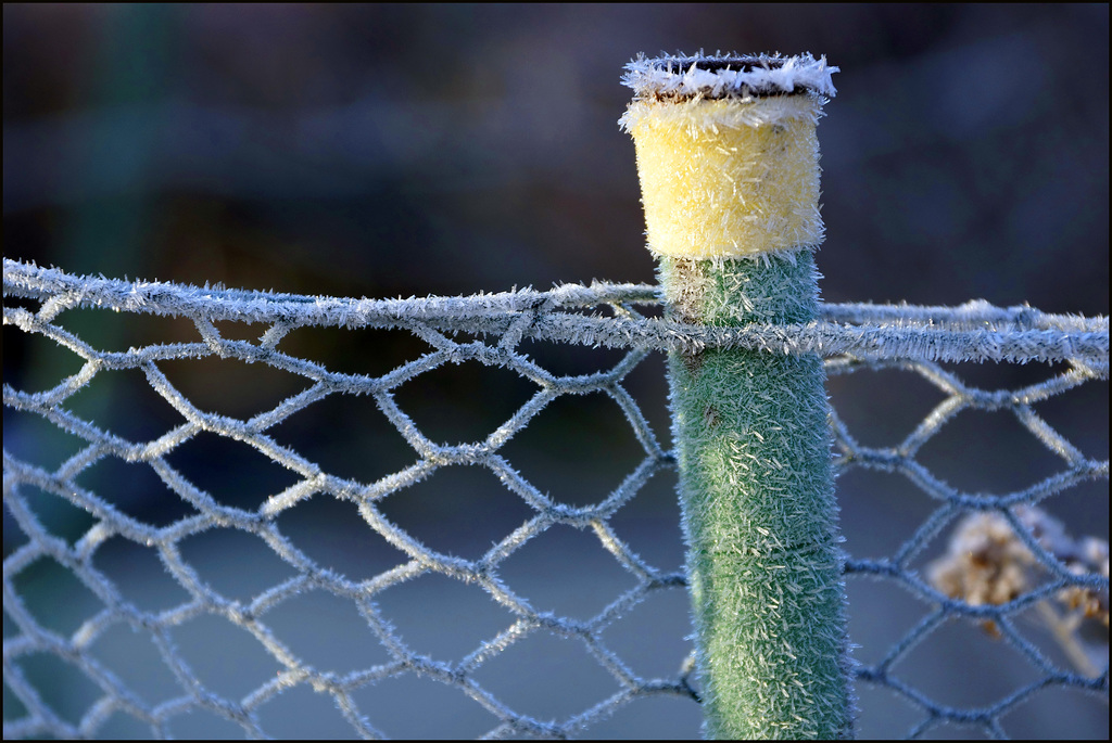 Zaun im Winterschlaf