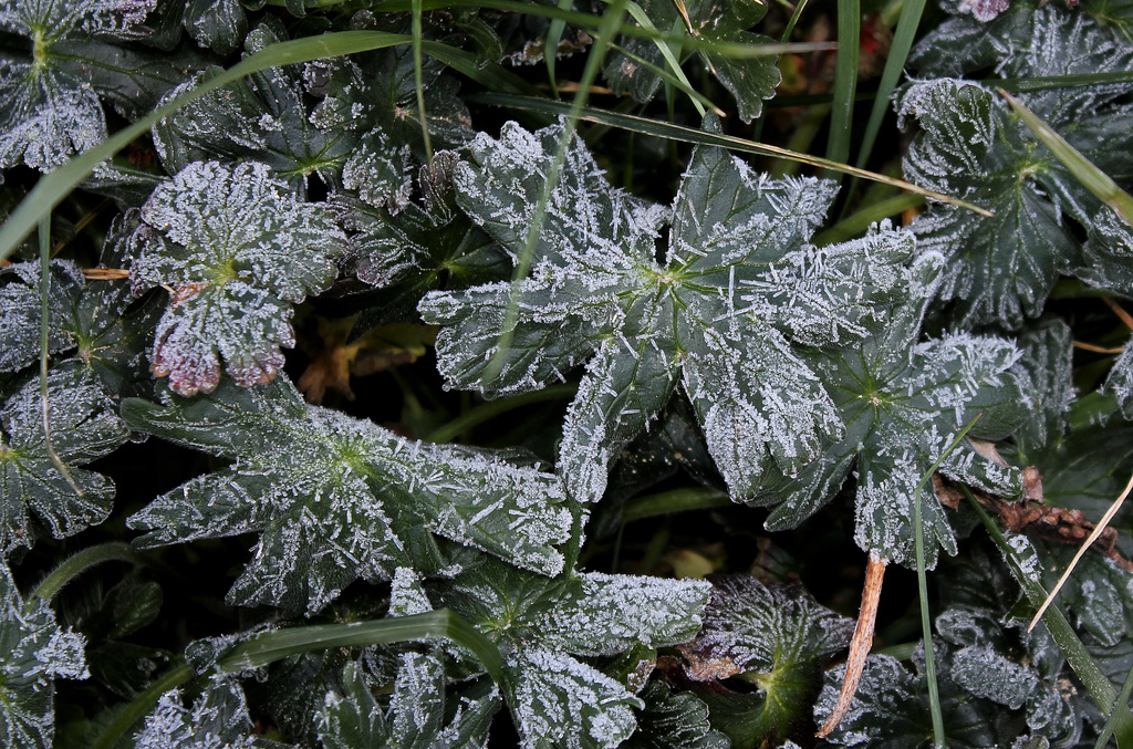 givre d'avril